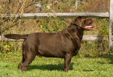 roger_side1108.jpg